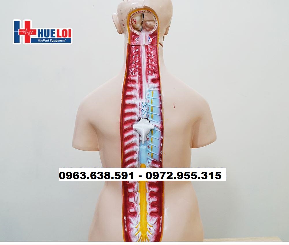 Mô hình giải phẫu nội tạng cơ thể nam  Thiết bị y tế Đại Việt
