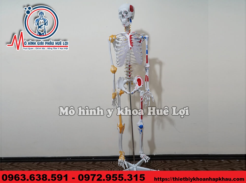 Mô hình xương người 170cm có nguyên ủy bám tận