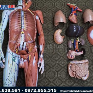 Bộ mô hình giải phẫu cơ thể người bóc tách từng chi tiết